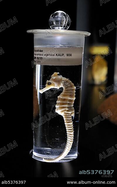 Preserved West African Seahorse (Hippocampus algiricus Kaup), Natural History Museum Berlin, Coral Reef exhibition, Museum of Man and Nature, Munich, Upper Bavaria, Bavaria, Germany, Europe.