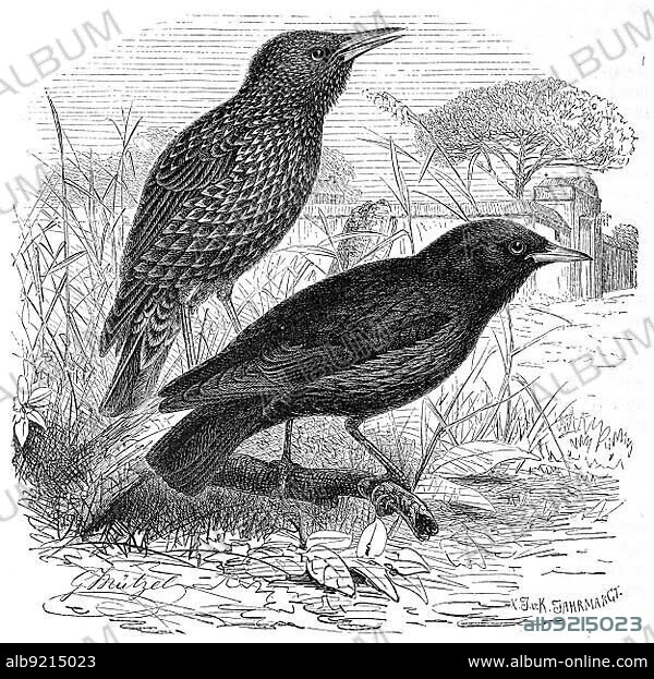 Bird, common starling (Sturnus vulgaris) (Sturnus unicolor) and Unicoloured Starling, Historic, digitally restored reproduction from a 19th century original.