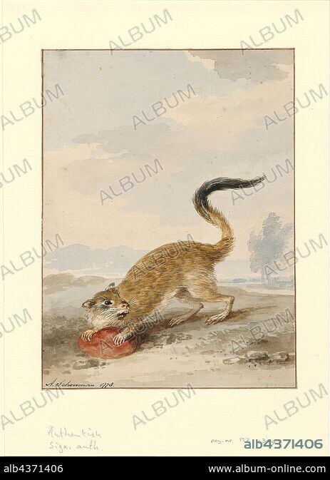 Pedetes capensis, Print, The South African springhare (Pedetes capensis ...