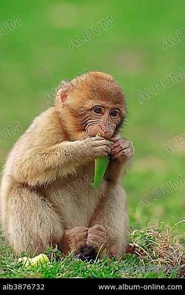 Barbary Macaque (Macaca sylvanus, Macaca sylvana), juvenile, native to Morocco, Algeria and Gibraltar, in captivity, North Rhine-Westphalia, Germany, Europe.