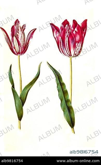 Garden tulip (Tulipa); variation of the tulip gesneriana; Historic; digitally restored reproduction from a 19th century original.