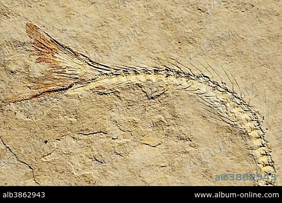 Fossil of a herring-related fish (Anaesthanion angustus), Upper Jurassic, around 150 million years Solnhofen Plattenkalk limestone.