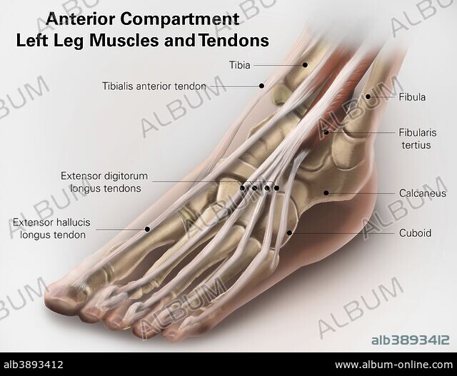 Anterior compartment anatomy of left leg muscles and tendons. - Album  alb3893412