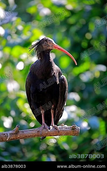 Northern bald ibis (Geronticus eremita), adult, standing on branch, captive.