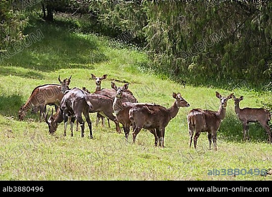 Herd of Mountain Nyalas or Balboks (Tragelaphus buxtoni), Bale Mountains, Ethiopia, Africa.
