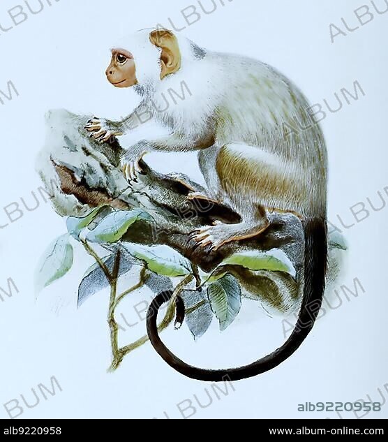Silvery marmoset (Callithrix argentata) or silver marmoset, Mico argentatus, Syn.:, primate species of the marmoset family, Historic, digitally restored reproduction of an original 19th-century original, exact original date unknown.