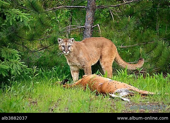 Cougar or Puma (Puma concolor, Felis concolor), adult with prey, Minnesota, USA, North America.