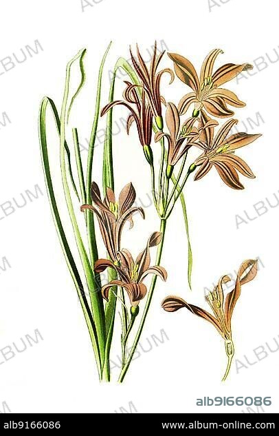 Ixiolirion montanum, Ixiolirion tataricum, Siberian lily or the lavender mountain lily, Mountain lily, Flower, Plant, Historic, digitally restored reproduction of a 19th century original.