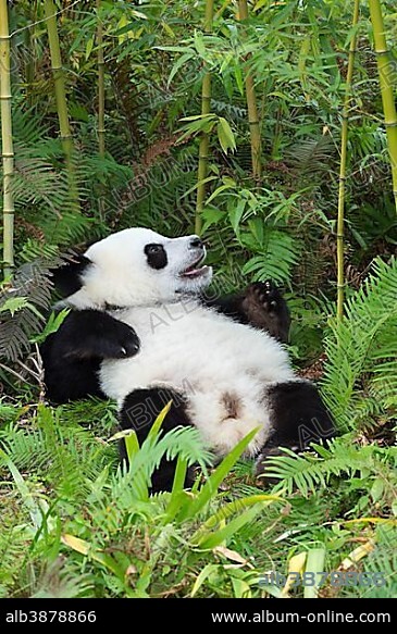 China, Sichuan Province, Chengu, Giant Panda Bear (Ailuropoda