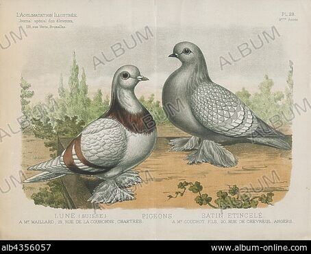 COMMON PIGEON Stock Photos Illustrations and Images Album