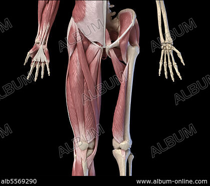 Illustration of leg muscles seen from the inner left and outer