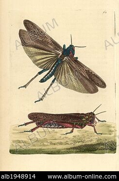 Stock photo of Migratory locust (Locusta migratoria) female laying