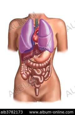 Woman body midsection with interior organs superimposed