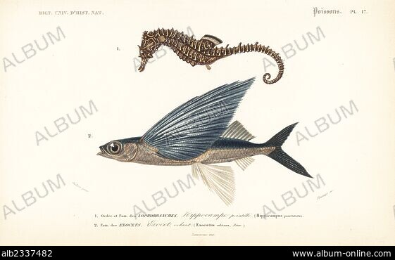 Bandwing Flying Fish - Signed Fine Art Print