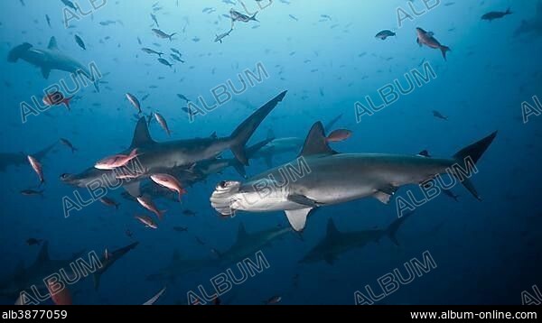 Unsuccessful fisherman with large group of fish ignoring fishing hook. -  Album alb4301450