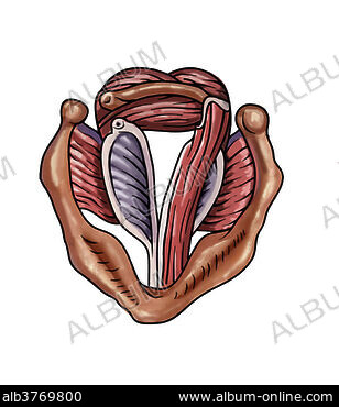  Male chest anatomy of thorax with heart veins arteries