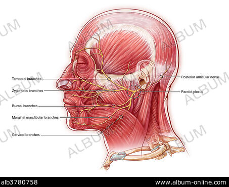 DEPRESSOR ANGULI ORIS MUSCLE Stock Photos Illustrations and