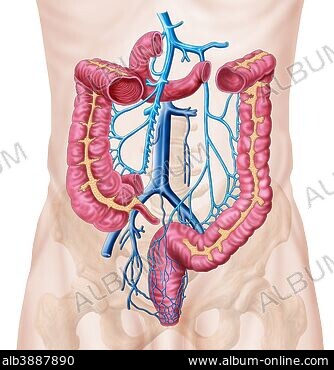 SIGMOID VEINS - Stock Photos, Illustrations and Images - Album