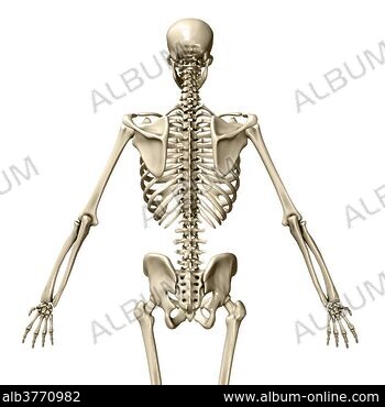 Female muscles, split skin layer, rear view on white bckground. - Album  alb3876365
