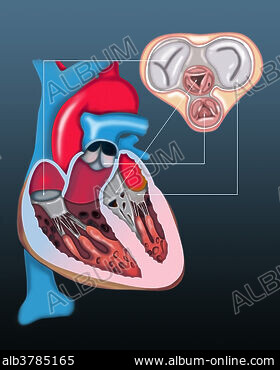 Medical illustration showing a hand holding an ultrasound machine