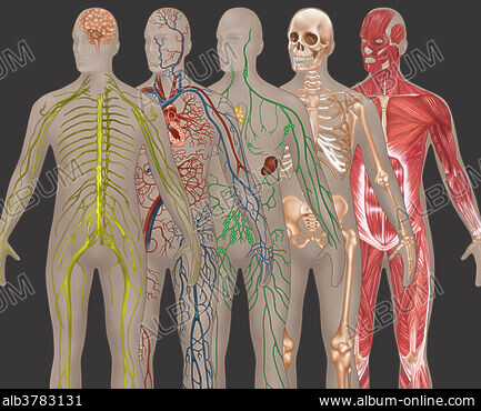 Illustration of leg muscles seen from the inner left and outer