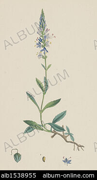 Alpine speedwell, Wormskiold's var., Veronica alpina var. Wormskioldii.  Illustration drawn by William Jackson Hooker, engraved by Swan. Handcolored  copperplate engraving from William Curtis's The Botanical Magazine,  Samuel Curtis, 1830. Hooker (1785