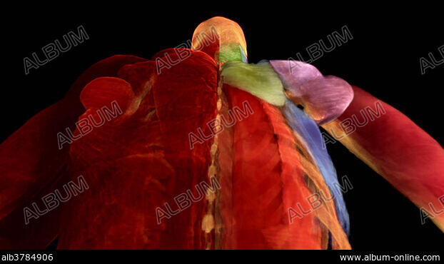 Illustration of leg muscles seen from the inner left and outer