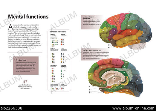 FUNCTIONS OF THE BRAIN - Stockfotos, Illustrationen und Bilder - Album