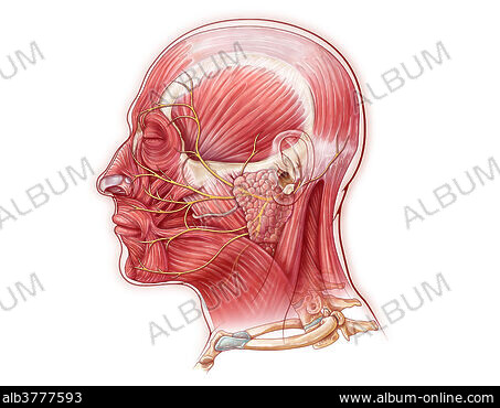 DEPRESSOR ANGULI ORIS MUSCLE Stock Photos Illustrations and