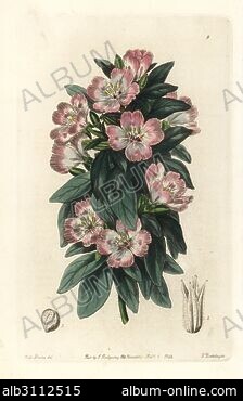 Farewell to spring, Clarkia amoena subsp. lindleyi (Large-flowered godetia,  Godetia grandiflora). Handcoloured copperplate engraving by G. Barclay  after Miss Sarah Drake from John Lindley and Robert Sweet's Ornamental  Flower Garden and Shrubbery