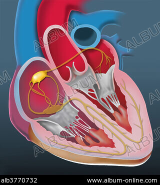 Medical illustration showing a hand holding an ultrasound machine