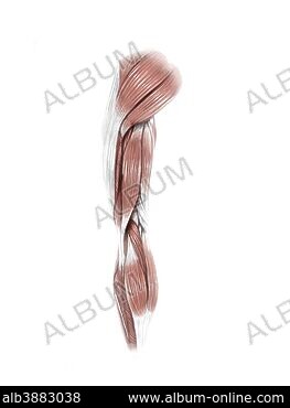 Back muscles. Superficical muscles. Labeled 3D illustration. White  background Stock Illustration