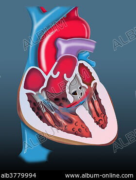 Medical illustration showing a hand holding an ultrasound machine