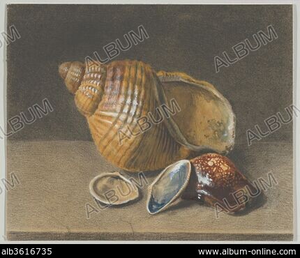 COWRIE - Stock Photos, Illustrations and Images - Album