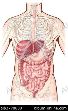 Anatomy of female body with internal organs. - Album alb3883390