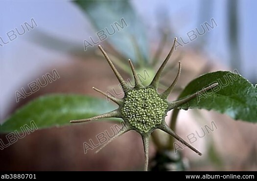 Banished mulberry discount leaf