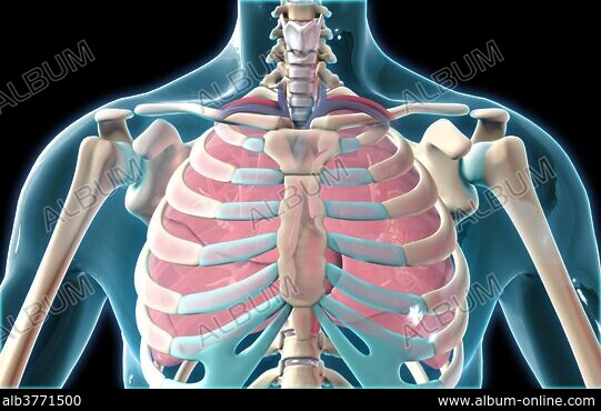  Male chest anatomy of thorax with heart veins arteries