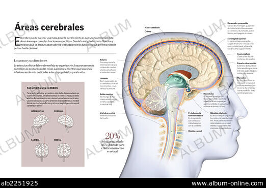 FUNCTIONS OF THE BRAIN - Stockfotos, Illustrationen und Bilder - Album