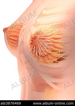 Female chest and breast anatomy.
