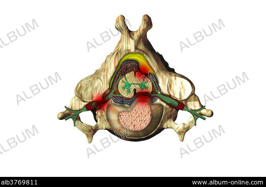 COMPRESSION - Stock Photos, Illustrations and Images - Album