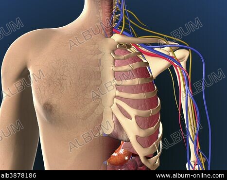 HUMERUS BONE - Stock Photos, Illustrations and Images - Album