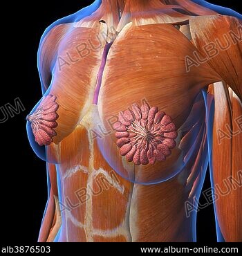 Female chest and abdomen muscles, split skin layer, three quarter side  view. - Album alb3881814