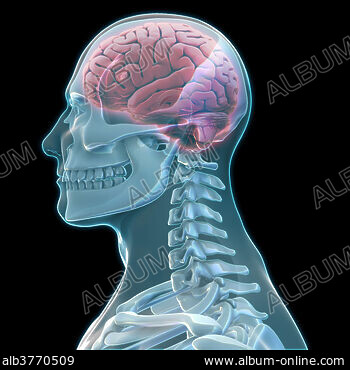 Anatomy of male human skeleton, front view and back view