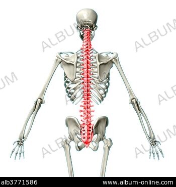 The structure of the lumbar spine, pelvic girdle, lower extremity belt of  the female skeleton, front view. Isolated on white background Stock Vector