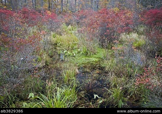 FALL COLOR - Stock Photos, Illustrations and Images - Album