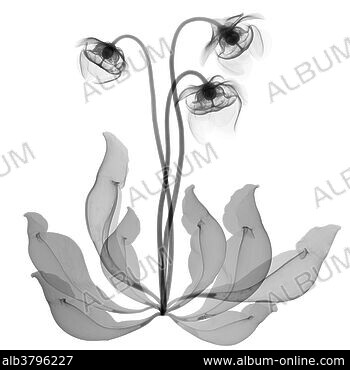 Nepenthes Also Known As Tropical Pitcher Plants, The Pitchers Of This Plant  Trap Insects That Are Then Digested As Food, Vintage Line Drawing Or  Engraving Illustration. Royalty Free SVG, Cliparts, Vectors, and
