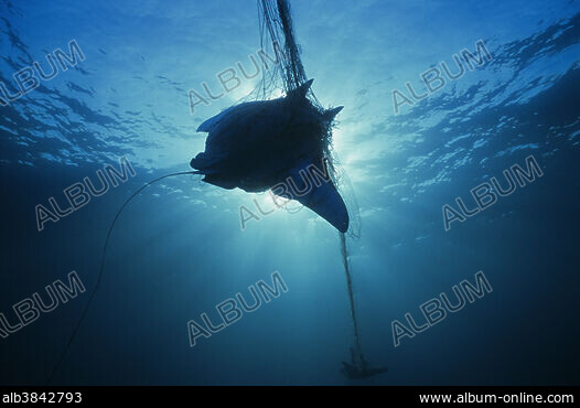 Fishing port for gill net fishermen. Huatabampo, Mexico, Sea of Cortez,  Pacific Ocean Stock Photo - Alamy