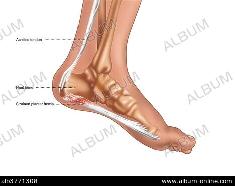 Illustration of leg muscles seen from the inner left and outer