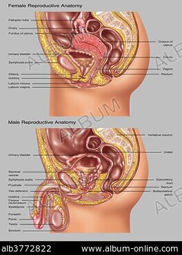 Pelvis - Female highlighting normal anatomical bones. Shown are