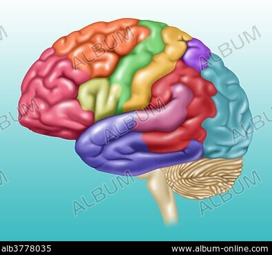 PRECENTRAL SULCUS - Stock Photos, Illustrations and Images - Album